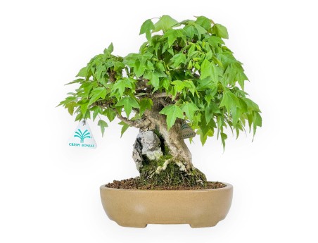 Acer Buergerianum - Érable - 30 cm