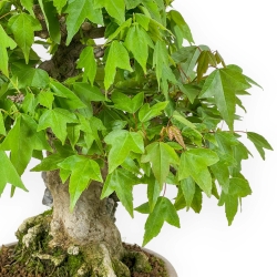 Acer Buergerianum - Acero - 30 cm
