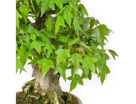 Acer Buergerianum - 30 cm