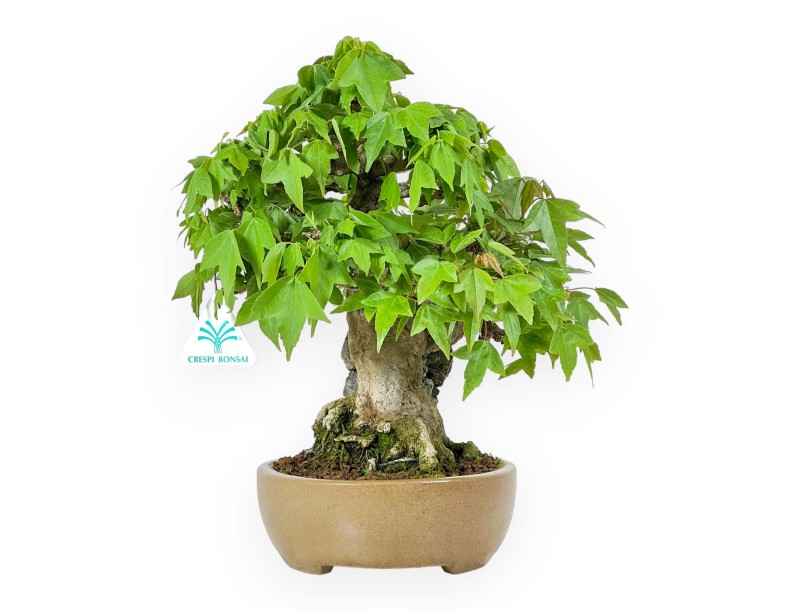 Acer Buergerianum - Acero - 30 cm