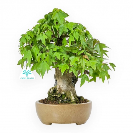 Acer Buergerianum - Érable - 30 cm