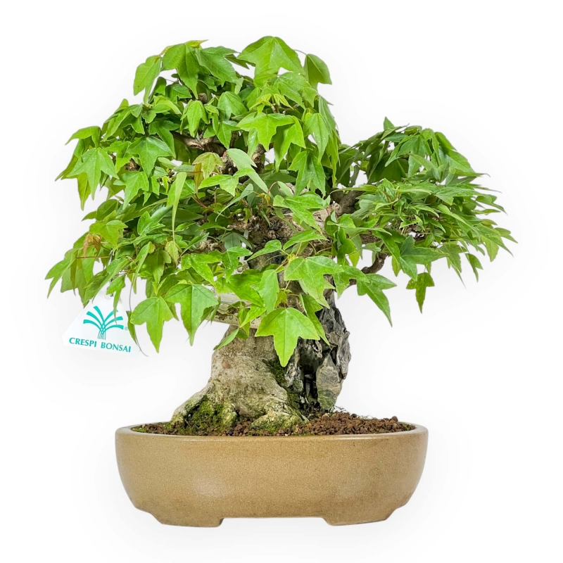 Acer Buergerianum - Maple - 30 cm