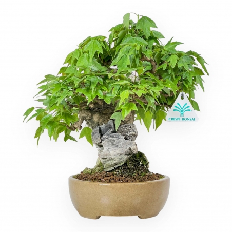 Acer Buergerianum - 30 cm