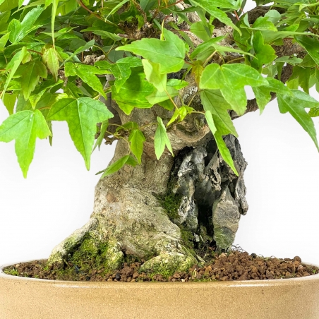 Acer Buergerianum - Maple - 30 cm