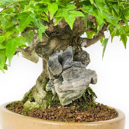 Acer Buergerianum - Acero - 30 cm