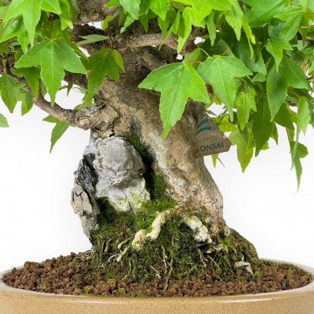 Acer Buergerianum - Érable - 30 cm