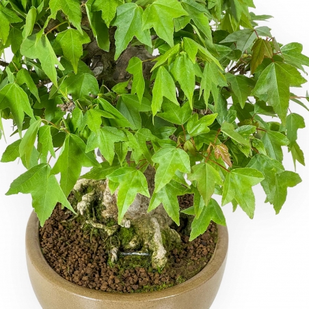 Acer Buergerianum - Maple - 30 cm
