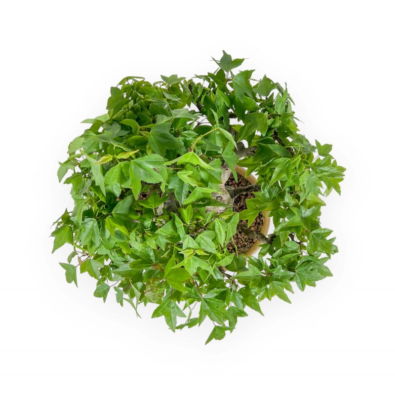 Acer Buergerianum - Acero - 30 cm