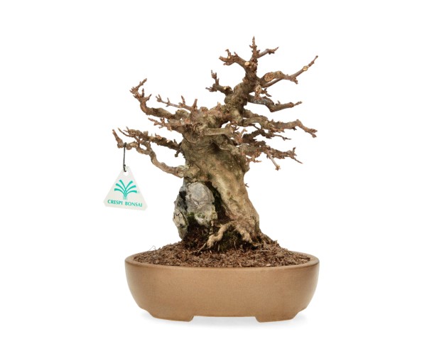 Acer Buergerianum - Acero - 30 cm 2