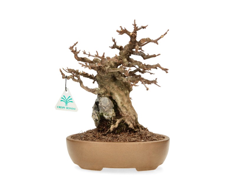 Acer Buergerianum - Acero - 30 cm