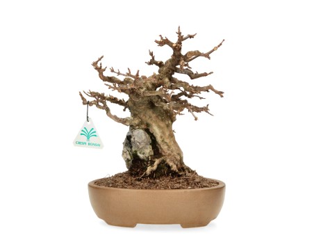 Acer Buergerianum - Érable - 30 cm