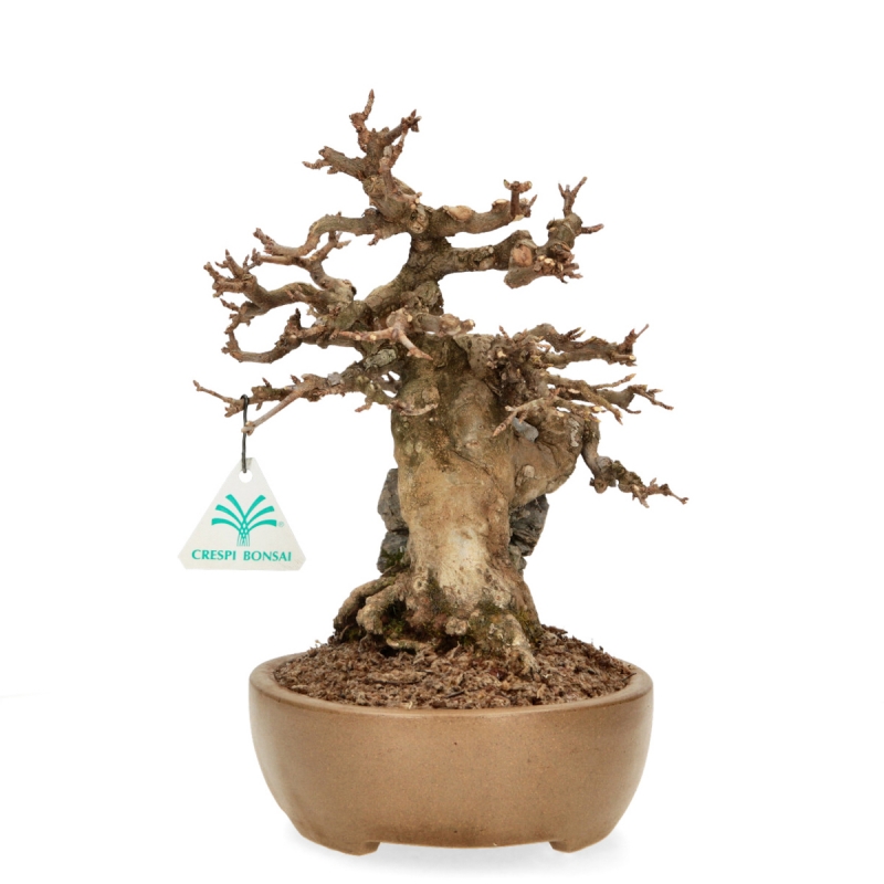 Acer Buergerianum - Maple - 30 cm