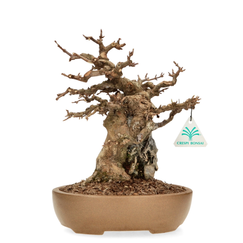 Acer Buergerianum - Acero - 30 cm