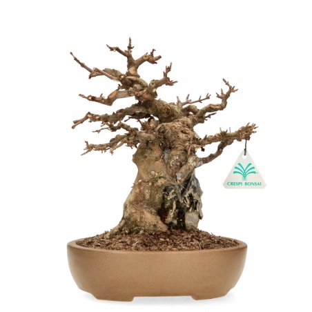 Acer Buergerianum - Maple - 30 cm