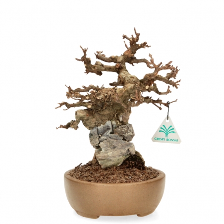 Acer Buergerianum - Maple - 30 cm