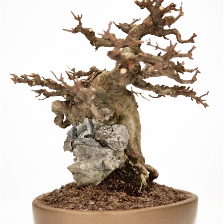 Acer Buergerianum - 30 cm