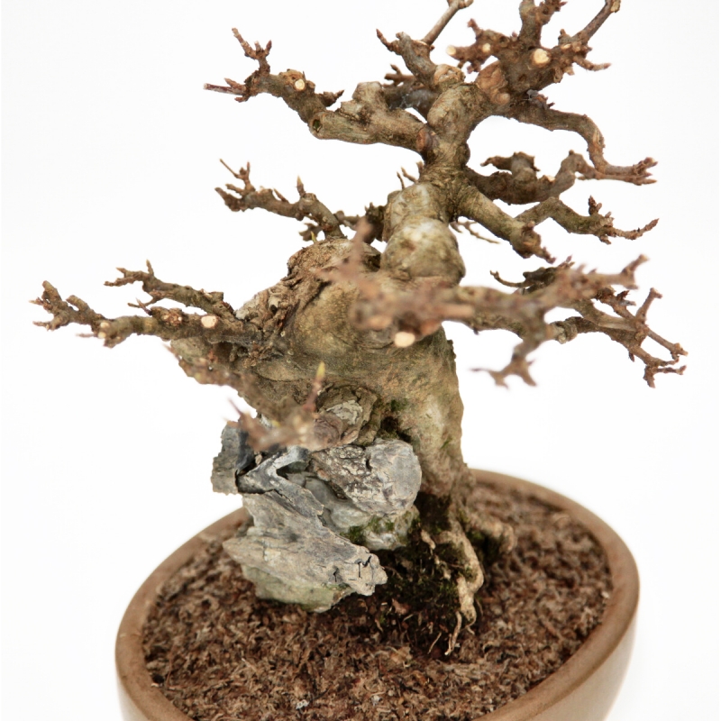 Acer Buergerianum - Maple - 30 cm