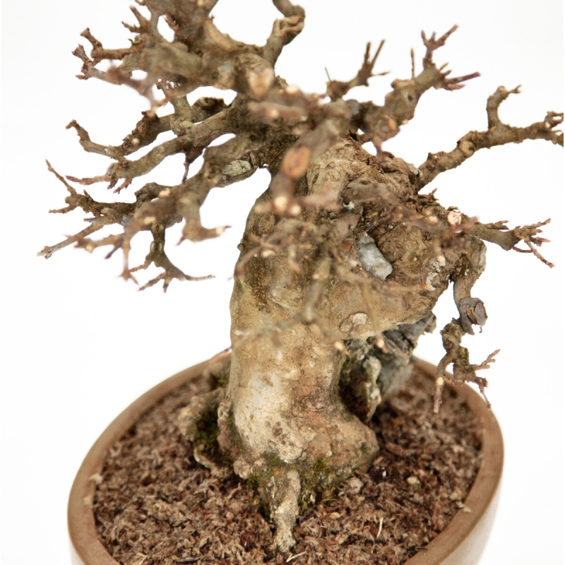 Acer Buergerianum - Acero - 30 cm