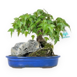 Acer Buergerianum - Acero - 23 cm