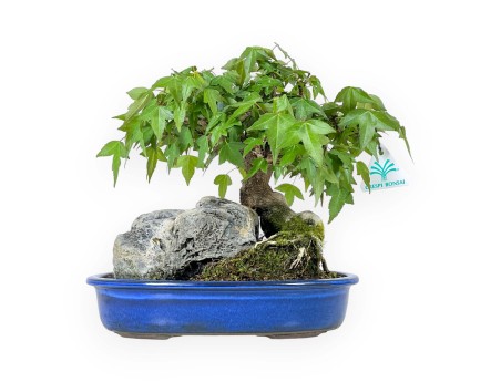 Acer Buergerianum - Maple - 23 cm