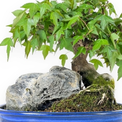 Acer Buergerianum - Érable - 23 cm