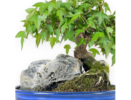 Acer Buergerianum - Acero - 23 cm