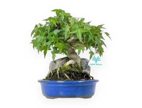 Acer Buergerianum - 23 cm