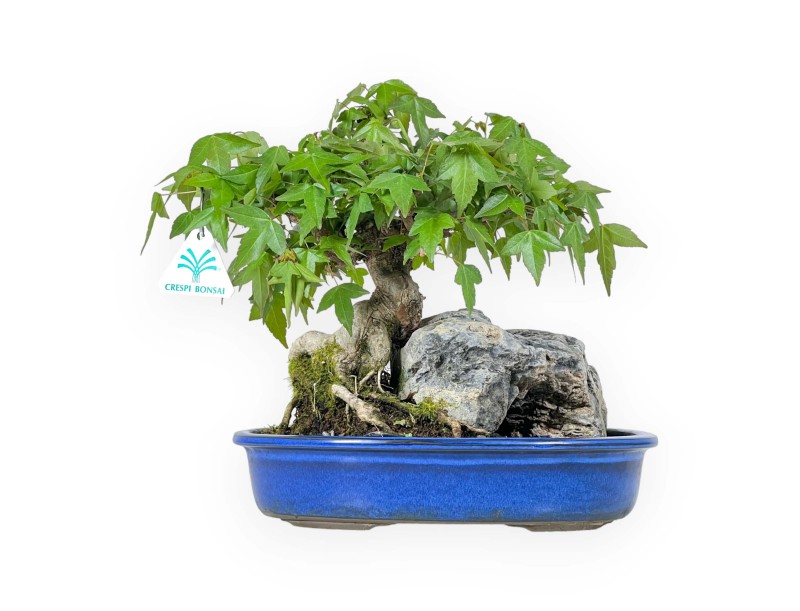 Acer Buergerianum - Maple - 23 cm