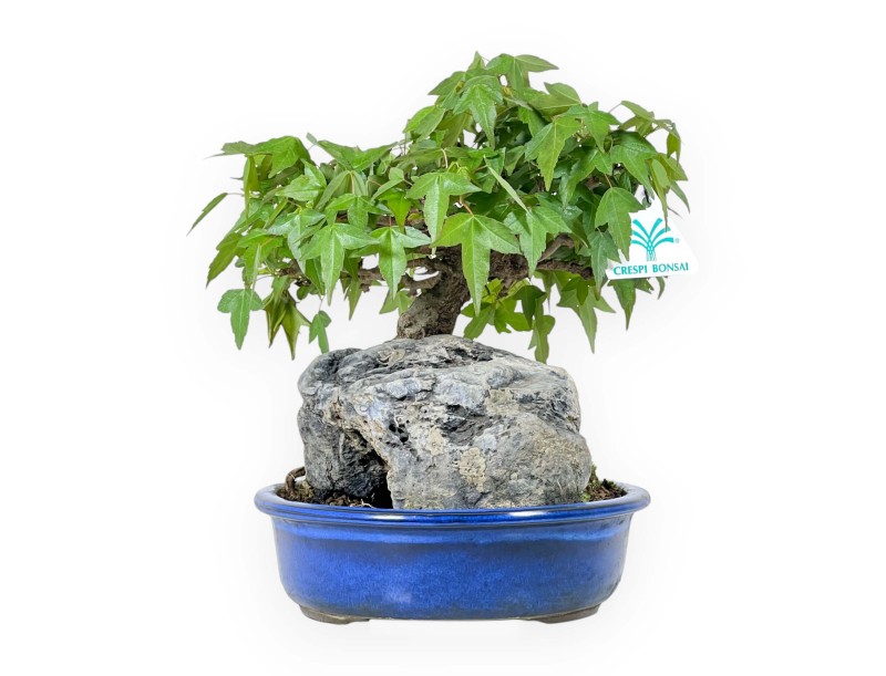 Acer Buergerianum - 23 cm