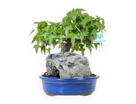 Acer Buergerianum - Maple - 23 cm