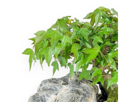 Acer Buergerianum - Acero - 23 cm