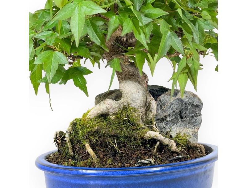 Acer Buergerianum - Érable - 23 cm