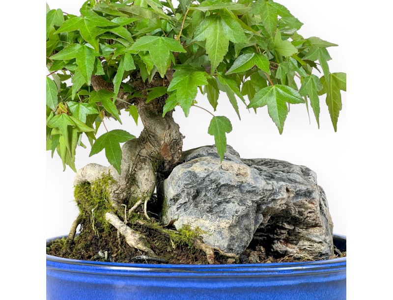 Acer Buergerianum - Maple - 23 cm