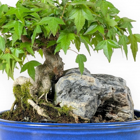 Acer Buergerianum - 23 cm