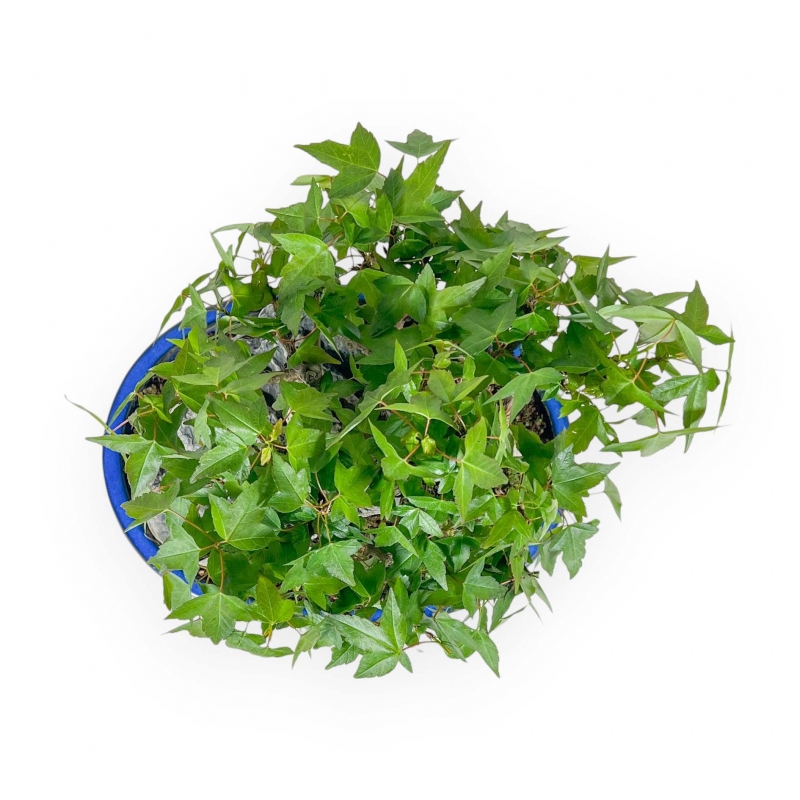 Acer Buergerianum - Acero - 23 cm