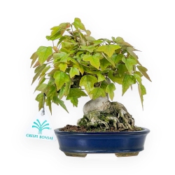 Acer Buergerianum - 18 cm