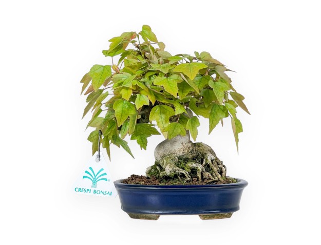 Buergerianum - Maple - 18 cm