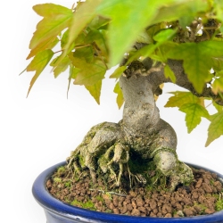 Acer Buergerianum - 18 cm