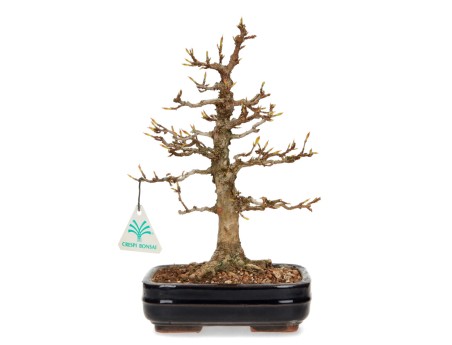 Acer Buergerianum - Maple - 29 cm