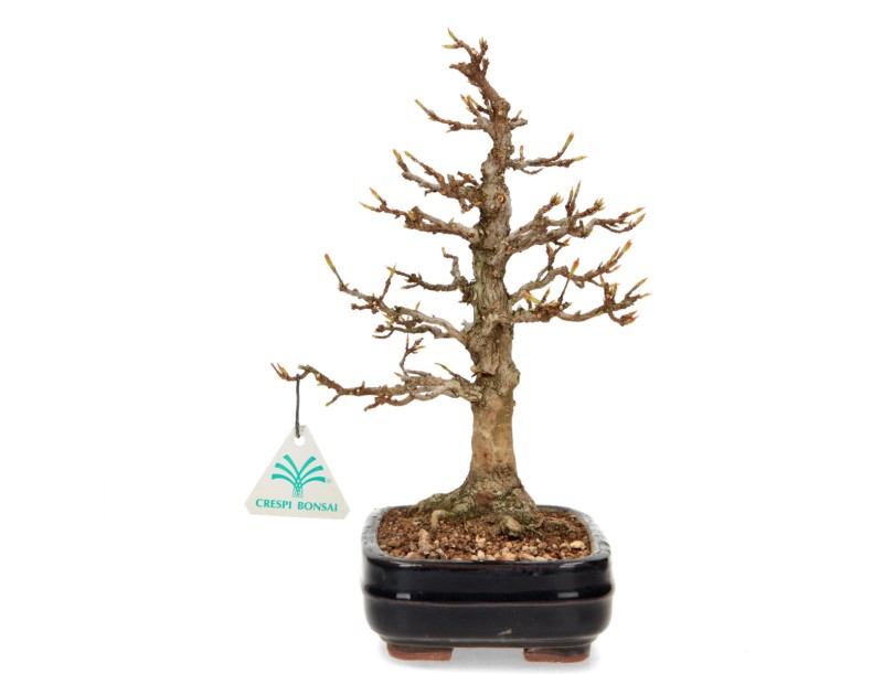 Acer Buergerianum - Maple - 29 cm