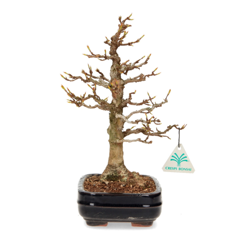 Acer buergerianum - Acero - 29 cm