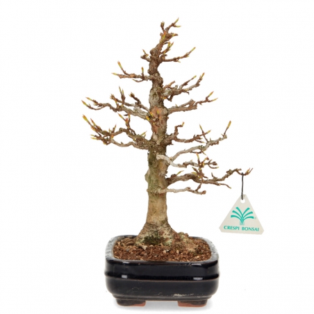 Acer Buergerianum - Érable - 29 cm