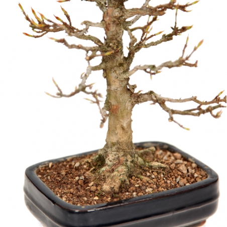 Acer Buergerianum - Maple - 29 cm