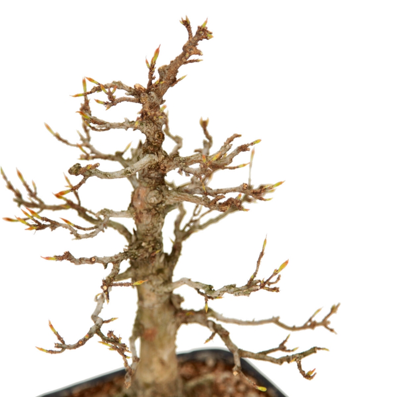 Acer Buergerianum - Maple - 29 cm