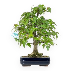 Acer Buergerianum - Acero - 29 cm