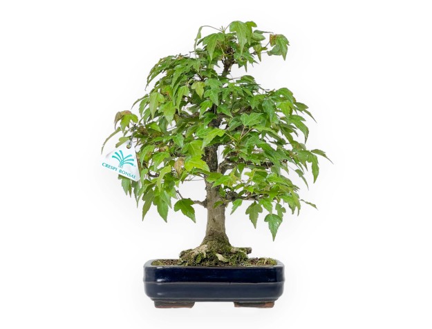 Acer Buergerianum - Maple - 29 cm