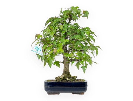 Acer Buergerianum - 29 cm