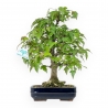 Acer Buergerianum - 29 cm