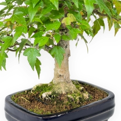 Acer Buergerianum - 29 cm
