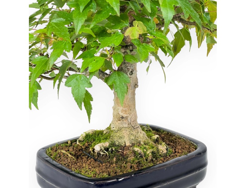 Acer Buergerianum - Acero - 29 cm